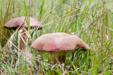 Zwei Maronen im Gras
