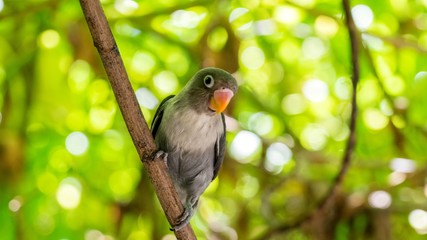 Cute parrot in tropical forest. Maldives. Wild nature.