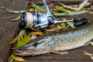 Freshwater pike and fishing equipment lies on wooden background with yellow leaves..
