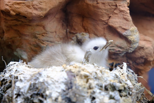 gull