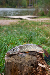 Freshwater pike fish lies on a wooden hemp..