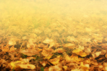 autumn background with yellow leaves perspective © Konstantin