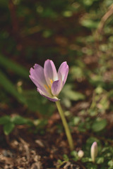 crocus in snow