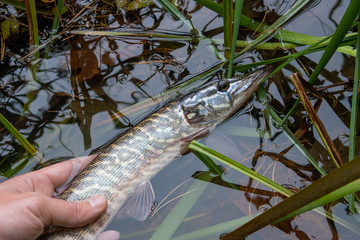 Catch and release. Small Freshwater pike in hand got a freedom..