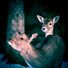 Rehkitz im Wald