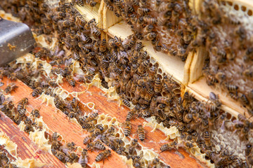 Close up view of the bees swarming on a honeycomb..