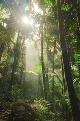 Abwaschbare Fototapete Karibik Beautiful jungle path through the El Yunque national forest in Puerto Rico