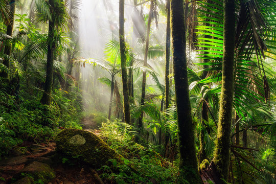 Beautiful jungle path through the El Yunque national forest in Puerto Rico
