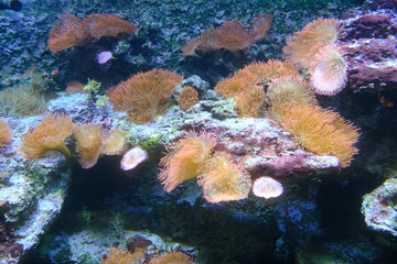 Naklejka na ściany i meble corals