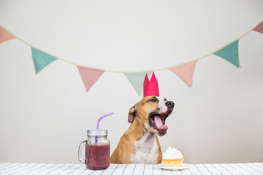 Cute yawning dog and her birthday treat in form of a festive cake and a drink. Cute puppy in a crown posing in decorated room with a muffin