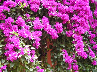 Search Photos Fleur Rose