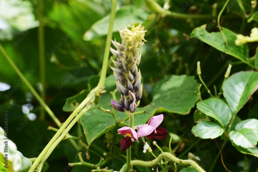 Sticker kudzu vine flowers