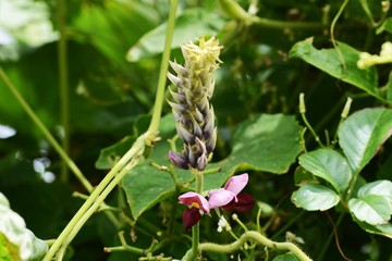 Kudzu vine flowers