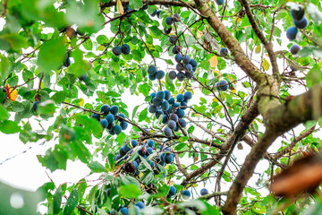 The harvest of plums