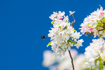 A honey bee colects pollen from a blossoming cherry tree.