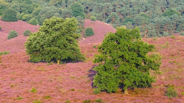 Trees on a hill with blossoming heather plants