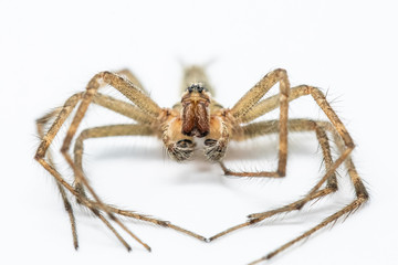 Wolf Spider