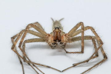 Wolf Spider