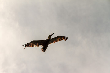 Fototapeta premium The brown pelican (Pelecanus occidentalis) in flight in Puerto Rico, against a dark ominous sky 