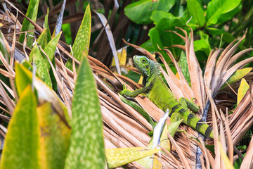 The green iguana (Iguana iguana), also known as common iguana or American iguana, in Puerto Rico