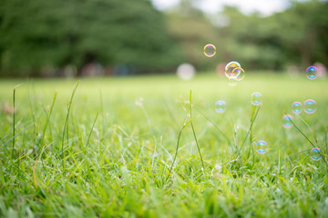 Soap bubbles on green grass.