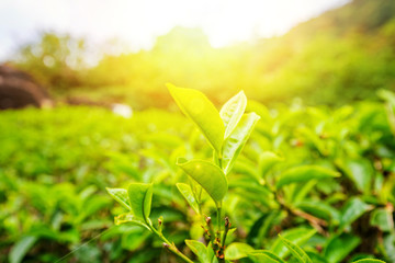 Close up leaf of green tea - obrazy, fototapety, plakaty