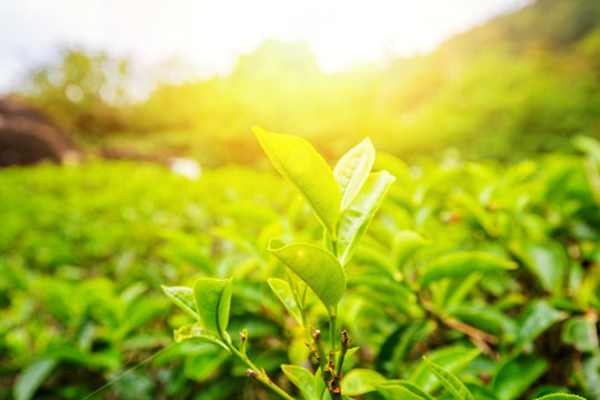 Fototapeta Close up leaf of green tea