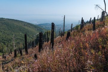 After Forest Fire