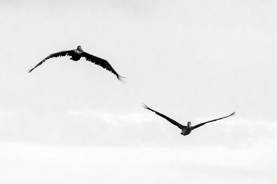 Beautiful image of Brown Pelicans (Pelecanus occidentalis) in flight in Puerto Rico, black and white