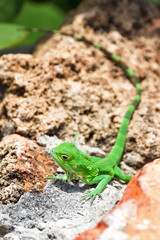 The green iguana (Iguana iguana), also known as common iguana or American iguana, in Puerto Rico