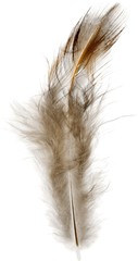 Brown Feather, Isolated