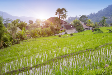Naklejka premium view of rice terraces and mountains. Bali, Indonesia