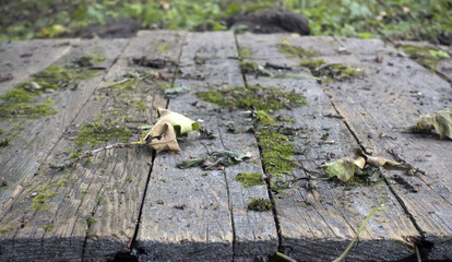 Obraz premium Old plank flooring with moss and dry leaves in the park