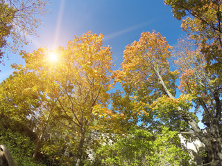 Fototapeta premium bright autumn tree in park