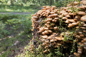 mushrooms honey agarics on the stump, small depth of sharpness..