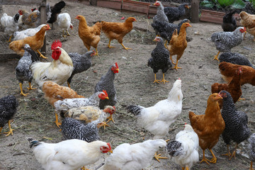 Rooster and young hen in the henhouse