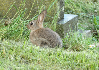 Baby rabbit