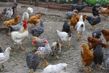 Rooster and young hen in the henhouse