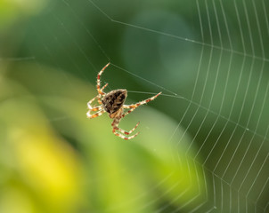 Spinnennetz