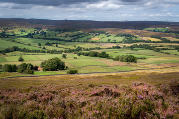Fototapeta na wymiar Heather moorland - a purple carpets of blooming heather stretches in stunning landscape in North York Moors National Park, Yorkshire, UK.