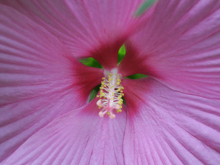 heart of an pink hibiscusflower with pestle and stamens