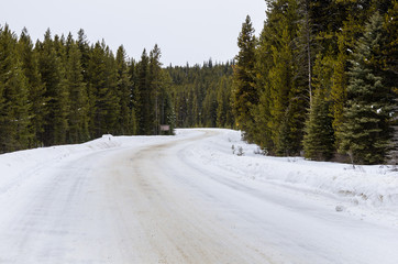 Snowy Winding Road through a Pine Forest on a Cloudy Winter Day.