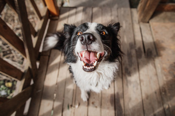 Border Collie Dog Funny Portrait Big Nose and Smile