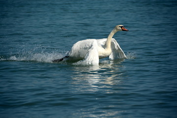 Fototapeta premium White swans waiting for food