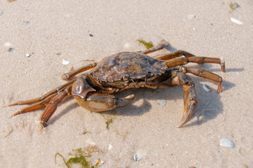Hairy leg mountain crab on the beach