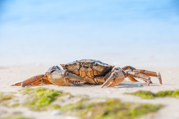 Hairy leg mountain crab on the beach