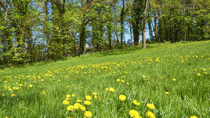 Glade of yellow buttercups on the edge of the forest.