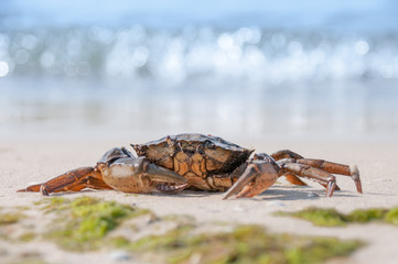 Hairy leg mountain crab on the beach