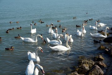 White swans waiting for food
