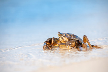 Hairy leg mountain crab on the beach